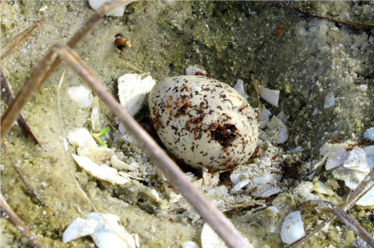 fire-ants on snowy plover egg.png