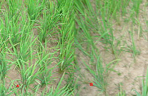 300px-Upland_rice_differences
